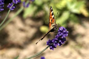 large butterfly on top of the flower