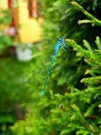 Wazka Dragonflies