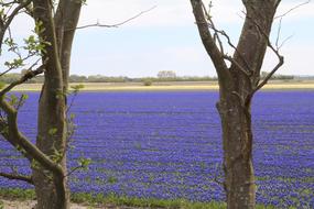 Grape Hyacinth Blue Field Of