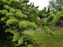Tree Spring Green