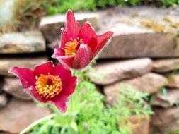 Flowers Spring Rockery
