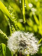 fluffy dandelion in the garden