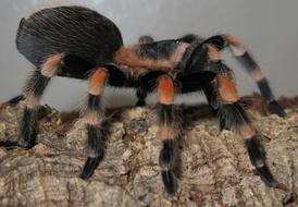 Tarantula Brachypelma Smith