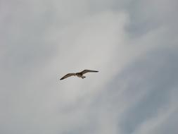 seagull, grey Bird at cloudy Sky