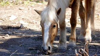 Animal Horse Head