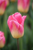 Vanilla Slice Tulip
