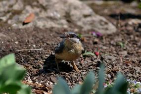 Beautiful and colorful nuthatch bird on the ground