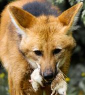 red fox with prey in teeth
