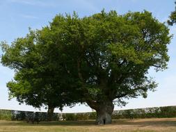 Big Oak Tree