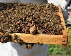 Queen Cell Capped
