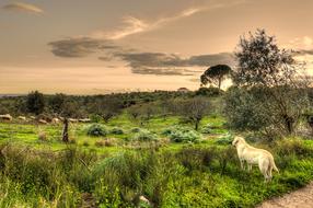Bucolic Sheep Dog on meadow