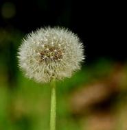 Dandelion Seeds Close Up
