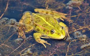Frog Pond Garden