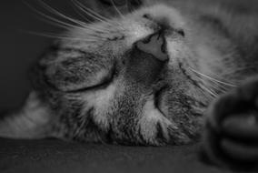 Cat Dream Domestic black and white