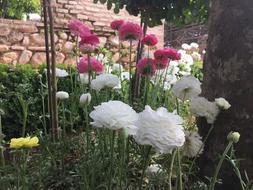 Flowers Alhambra