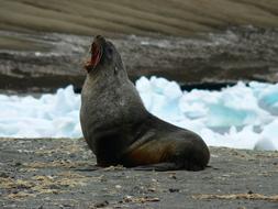 funny seal near a block of ice
