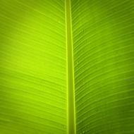 Leaf Banana Tree
