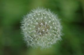 Dandelion Wildflower Light Macro
