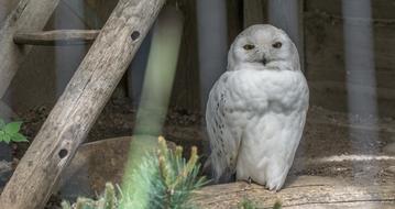 incredibly charming Owl Bird