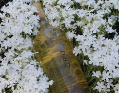 Flowers Wine