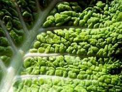 Leaf Cabbage Green