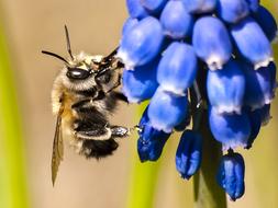 bumblebee on a blue inflorescence in a blurred background