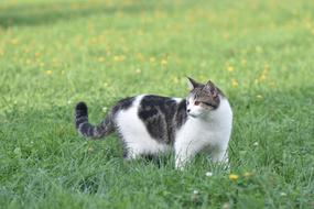 Cat Animal green grass