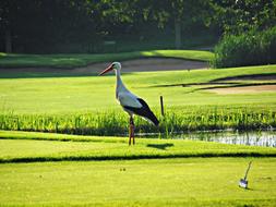 Beautiful, white and black stork on the green grass near the water