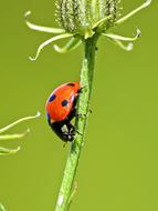 Ladybug Beetle Insect on stem