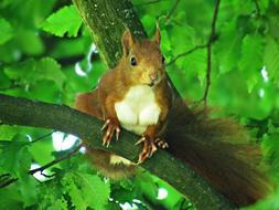 The Squirrel Rodent Walnut