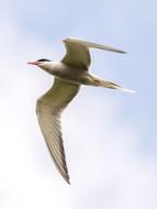 river tern is flying high in the sky