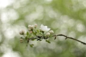 Flowers Apple Tree Buds