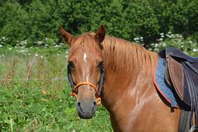 charmingly cute Horse Head brown
