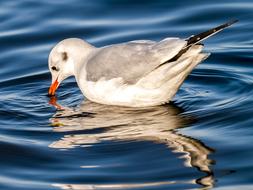 closeup view of black headed gull is drinking from the pond