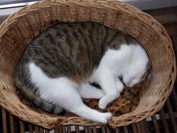 domestic cat sleeps in a wicker basket