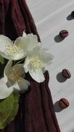 coffee beans with white flowers