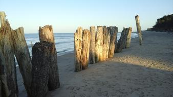 Driftwood Stakes Trunks on beach