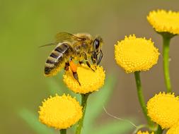 Honey Bee yellow flowers