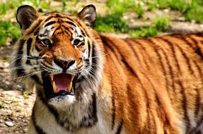Tiger Predator Fur