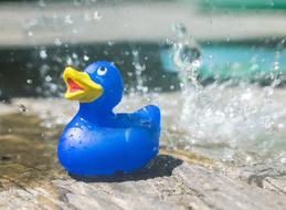 blue rubber duck by the lake