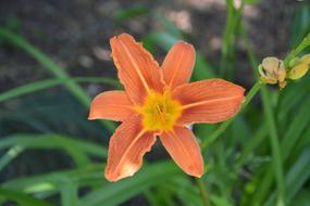 Flowers Oranges Petal