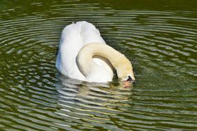 Swan Bird at Water lake