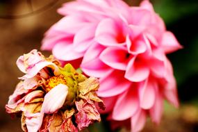Flowers Garden Summer