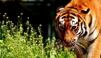 Tiger Predator Fur