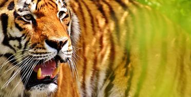 Tiger Predator Fur