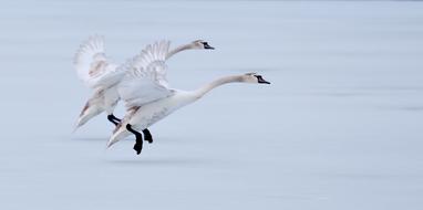 Geese Flight Ice White