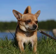 Chihuahua puppy on green grass