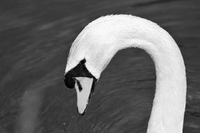 Swan Head Water Bird black and white