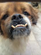 funny dog with teeth