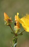 Close-up of the insect on the beautiful, blossoming, yellow and orange flowers